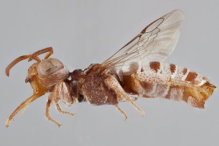 [Aethammobates prionogaster female (lateral/side view) thumbnail]